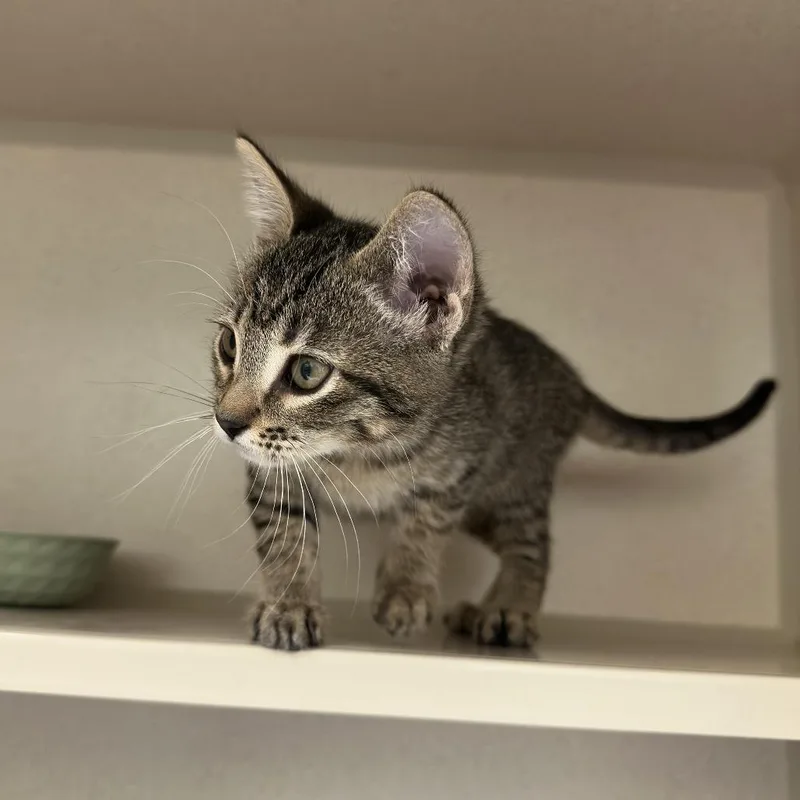 A baby small-sized female Brown / Chocolate Domestic Short Hair cat named Zoey for adoption in Durango, CO