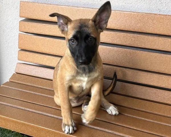 A baby medium-sized female Shepherd dog named Osita for adoption in Novato, CA