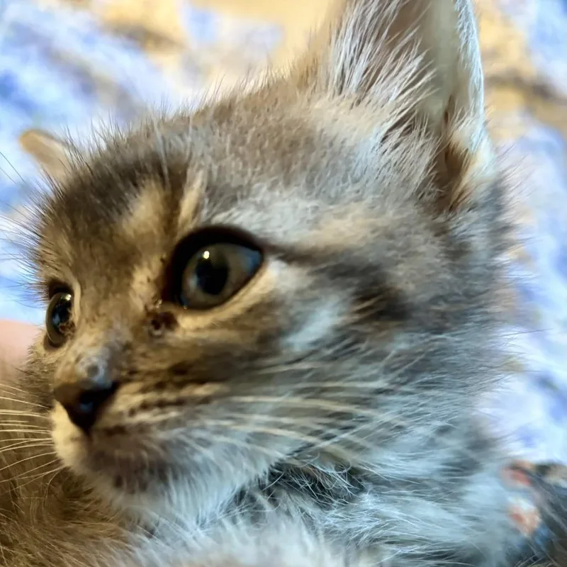 A baby small-sized female Domestic Short Hair cat named Coconut Mall for adoption in Delaware, OH