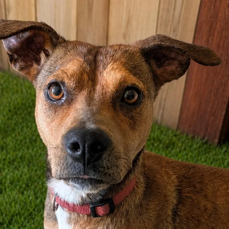 A young medium-sized female Red / Chestnut / Orange Beagle dog named Lily for adoption in Pittsburg, KS