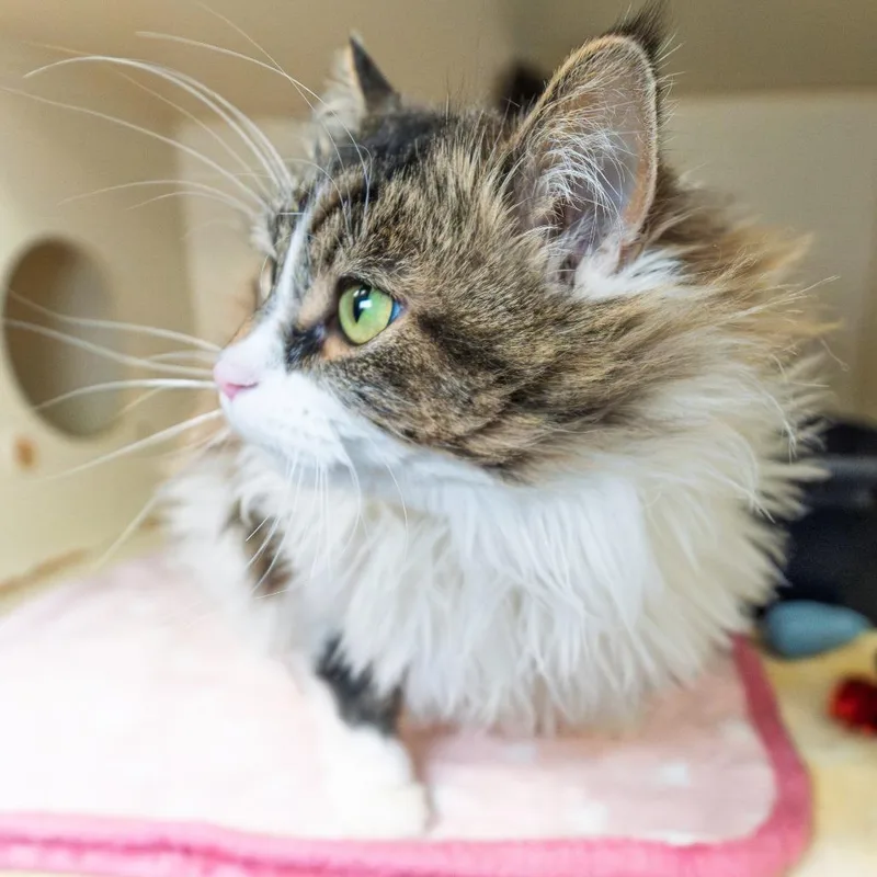 Estrella thumbnail 2