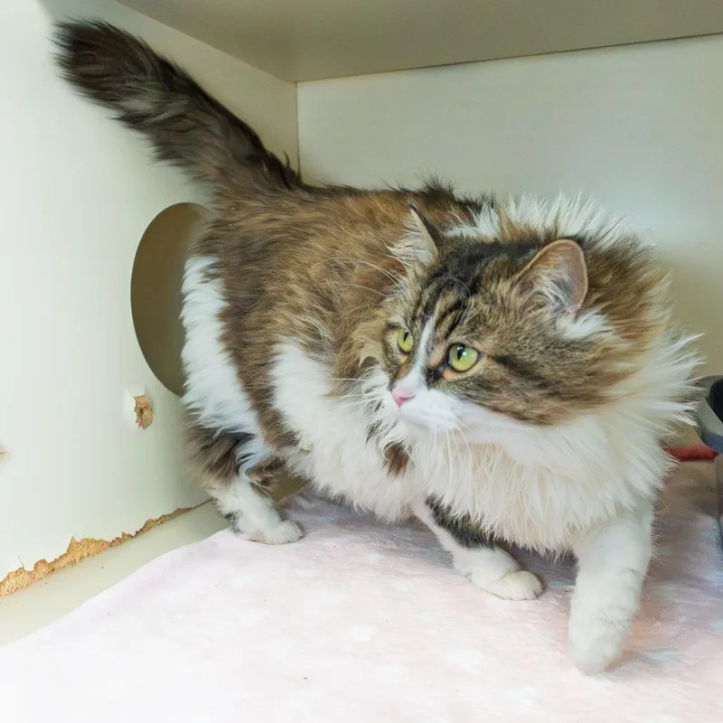 Estrella thumbnail 3