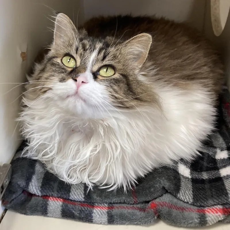 Estrella thumbnail 4