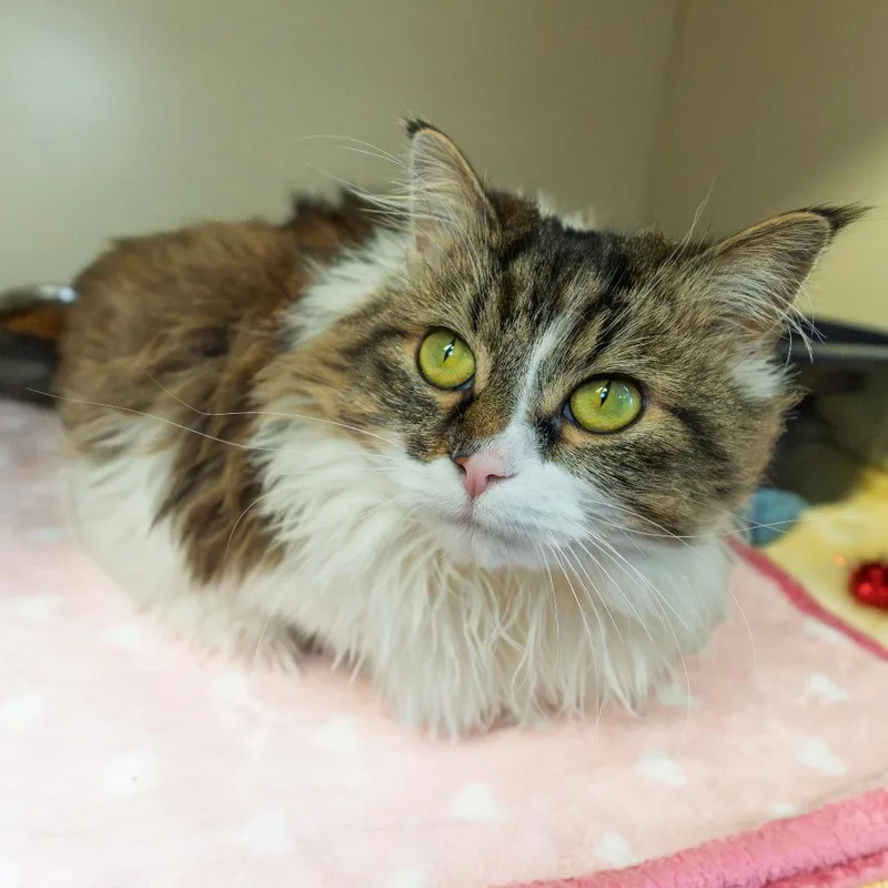 Estrella thumbnail 5