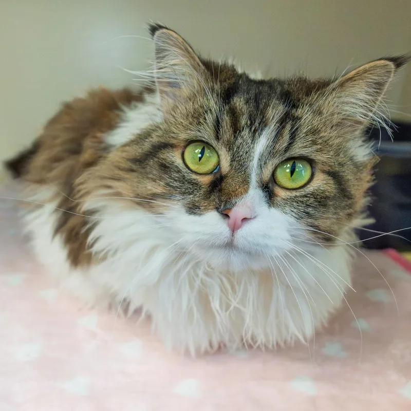 Estrella thumbnail 6