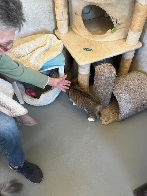 A baby medium-sized female Gray / Blue / Silver Domestic Short Hair cat named Bobbitail for adoption in Crescent City, FL