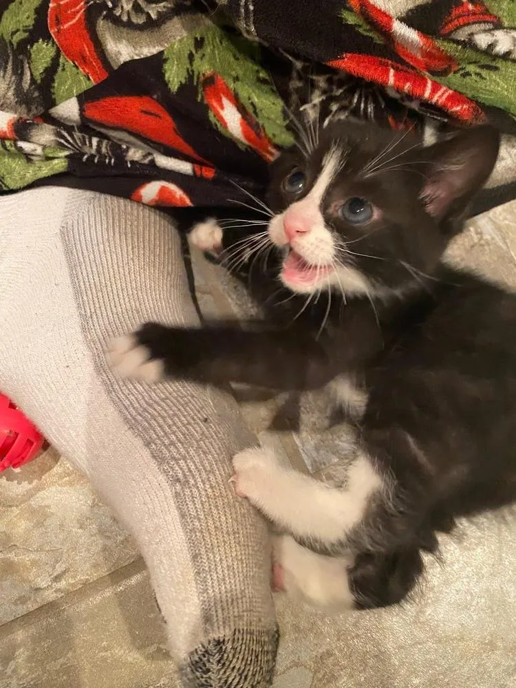 Oliver & Co.: Dodger