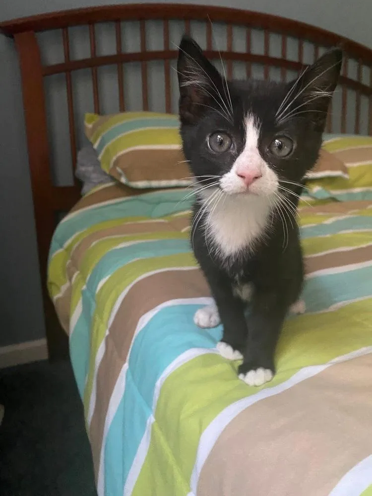 Oliver & Co.: Dodger thumbnail 4