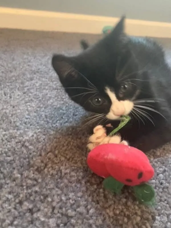 Oliver & Co.: Dodger thumbnail 6