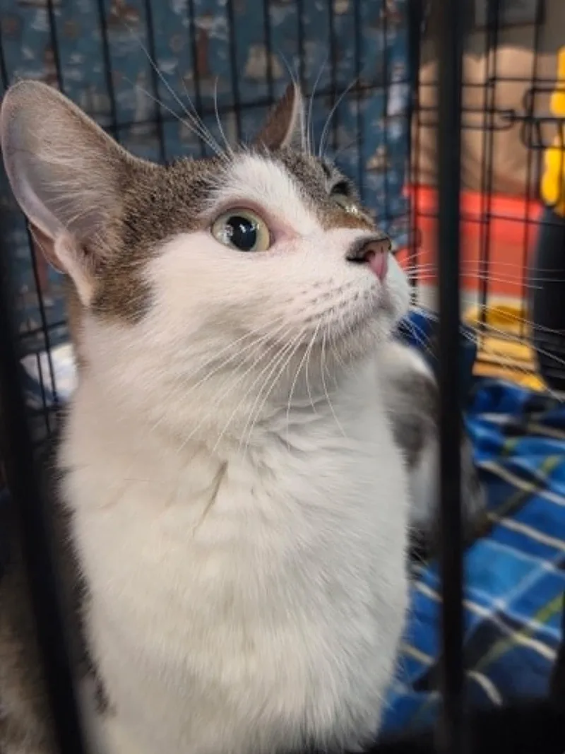 A young medium-sized female Gray & White Tabby cat named Alice for adoption in Tehachapi, CA