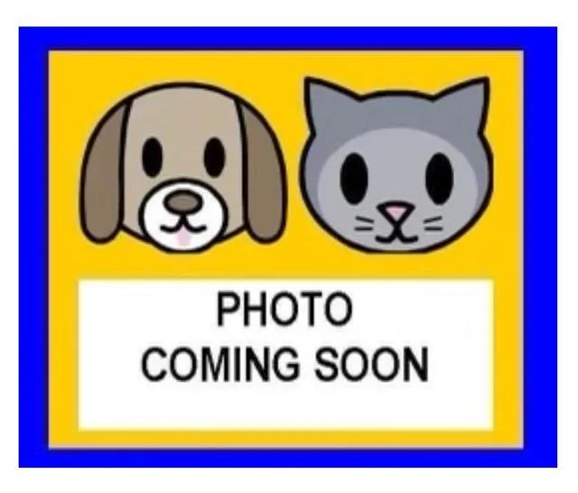 A baby medium-sized female American Staffordshire Terrier dog named Daisy for adoption in San Antonio, TX