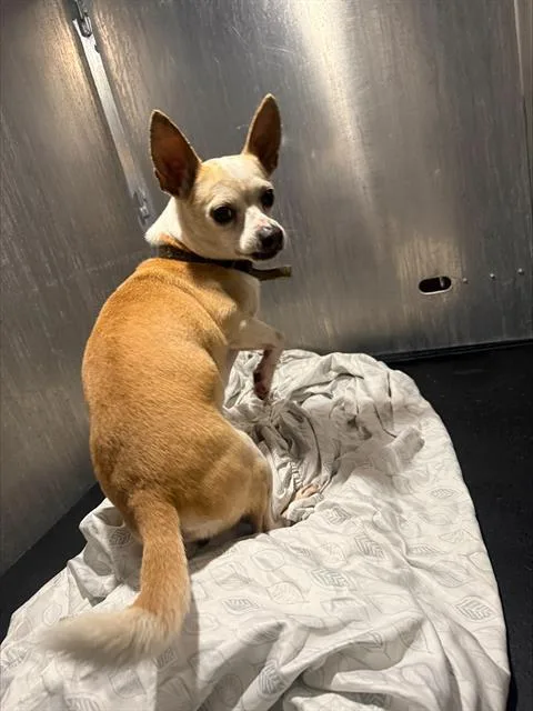 A young small-sized male Chihuahua dog named Strauss for adoption in San Antonio, TX