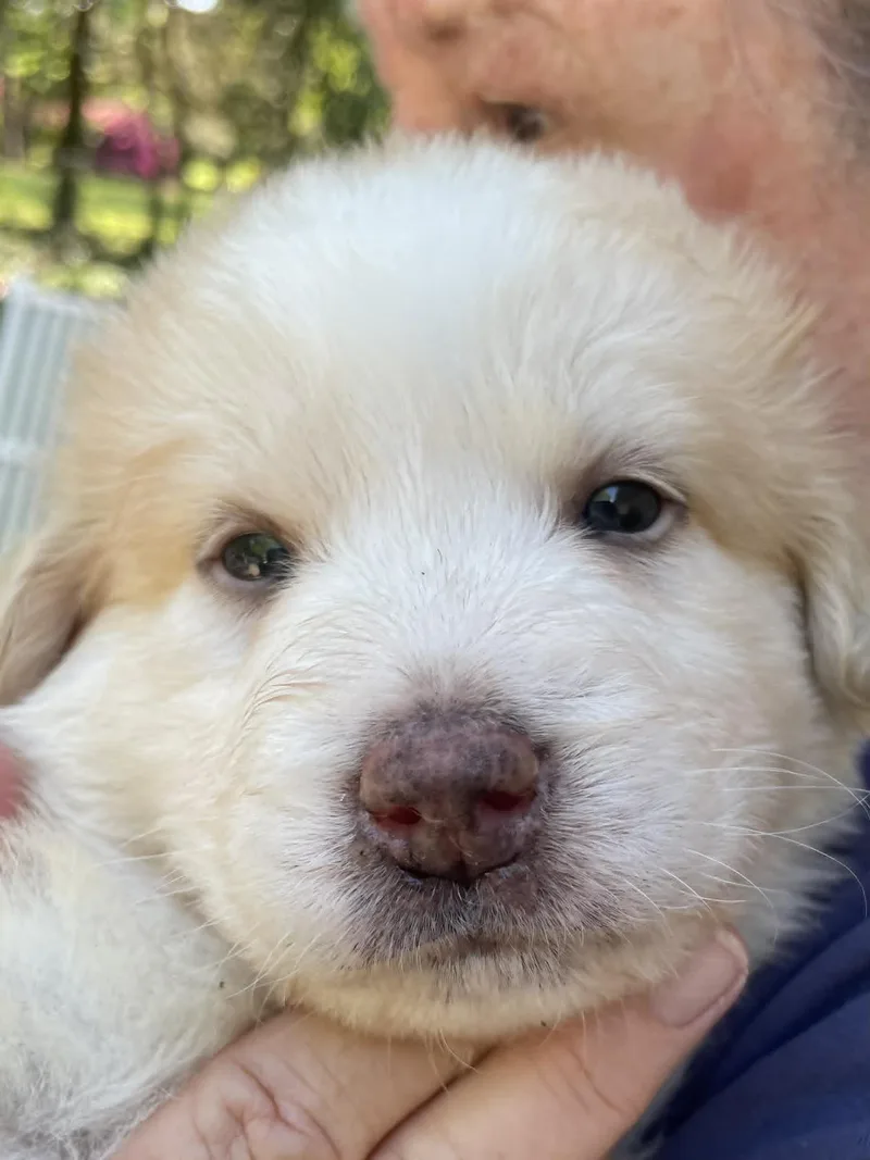 A baby large-sized female Shepherd dog named Bean  Sweets Litter for adoption in Holly Springs, NC