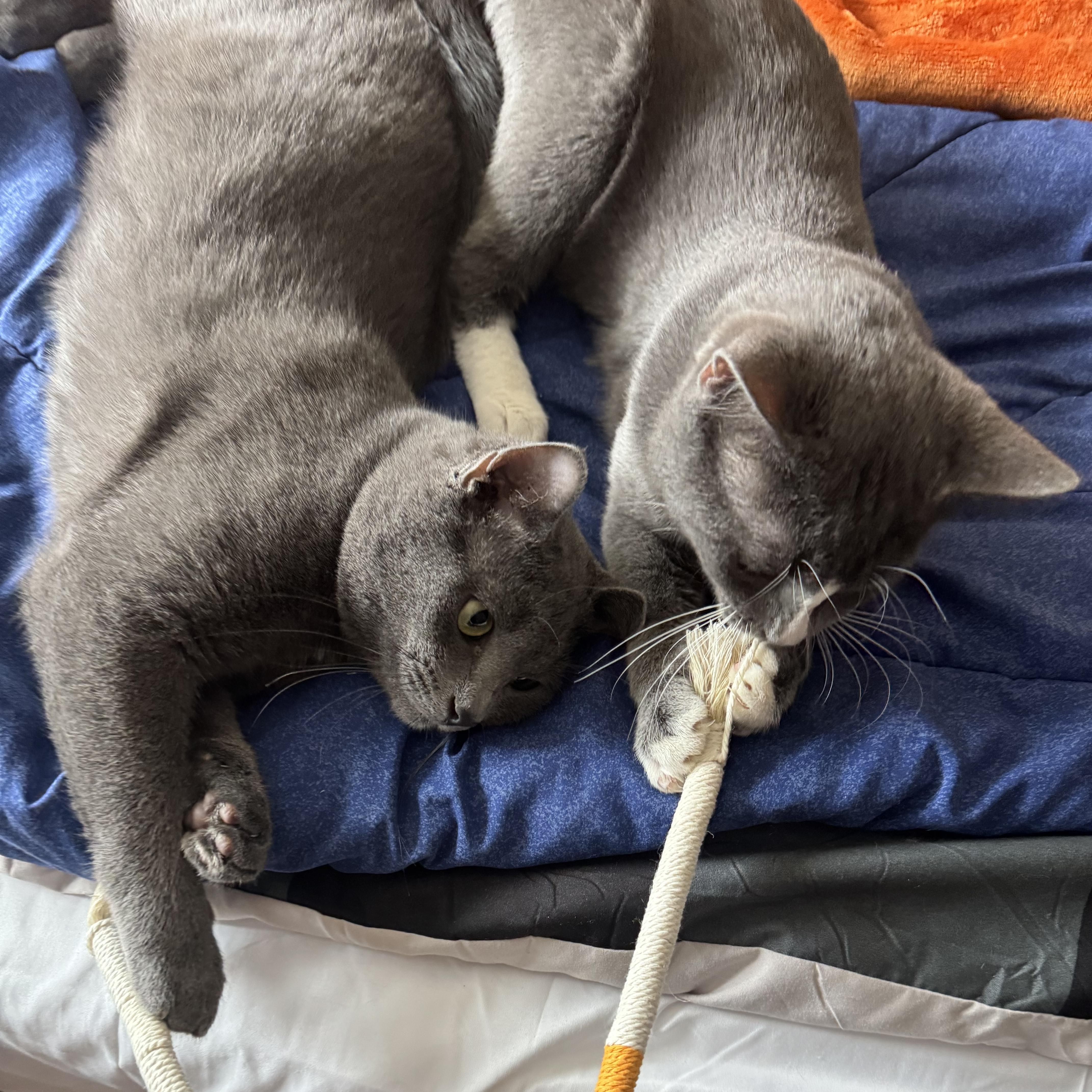 Greyson & Rory thumbnail 5