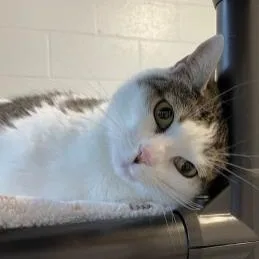An adult large-sized female Domestic Short Hair cat named Princess for adoption in Stafford, VA