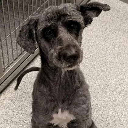 An adult medium-sized female Standard Poodle dog named Paris for adoption in Tinley Park, IL