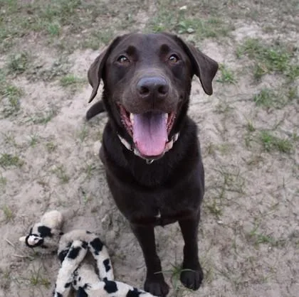 An adult large-sized male Labrador Retriever dog named King for adoption in Inverness, FL