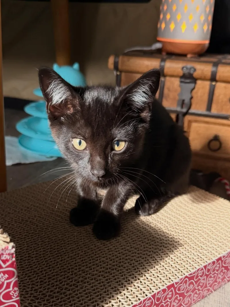 A baby medium-sized female Black Domestic Short Hair cat named Phoebe for adoption in Saint Pete Beach, FL
