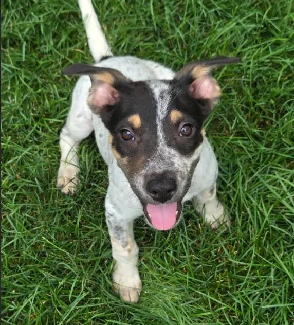 A baby large-sized male Australian Cattle Dog / Blue Heeler dog named Pokegama for adoption in Brooklyn Center, MN