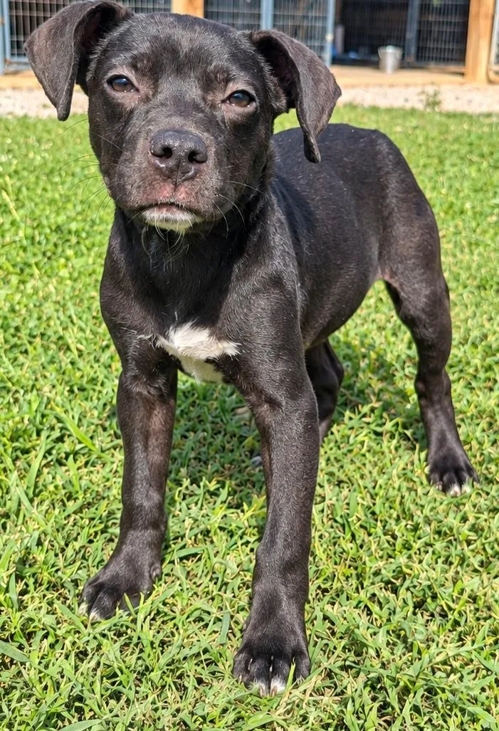 A young small-sized female Pit Bull Terrier dog named Sam for adoption in Jackson, GA