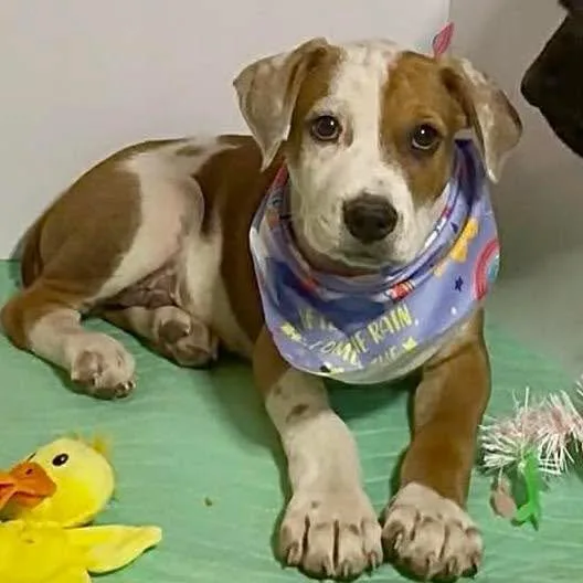 A baby large-sized male Labrador Retriever dog named Oakley for adoption in Grand Bay, AL