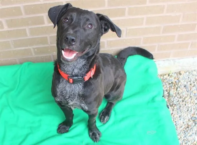A young medium-sized male Labrador Retriever dog named Hades for adoption in Fort Wayne, IN