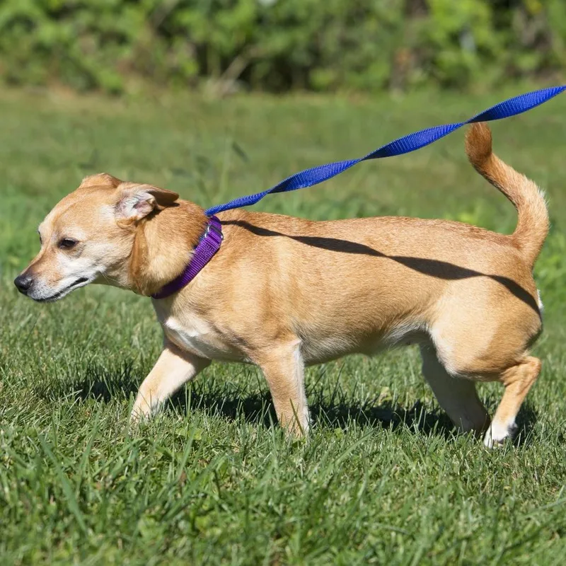 Nala