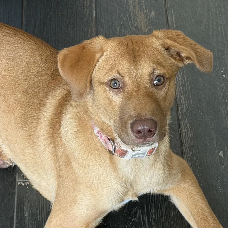 A baby medium-sized female Labrador Retriever dog named Pumpkin for adoption in Lake Hopatcong, NJ