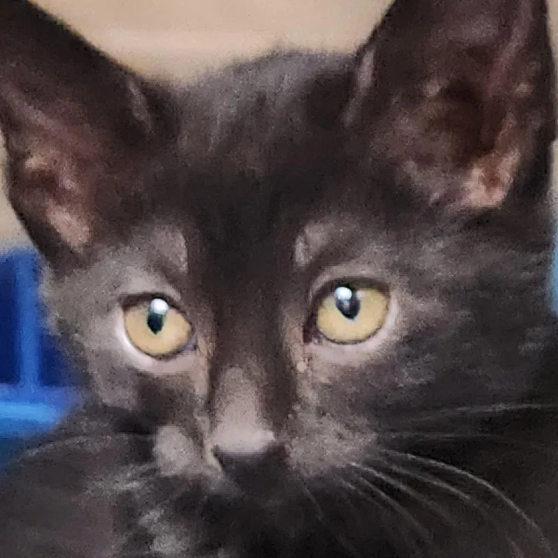 A baby small-sized female Black Domestic Long Hair cat named Paprika K for adoption in Corsicana, TX