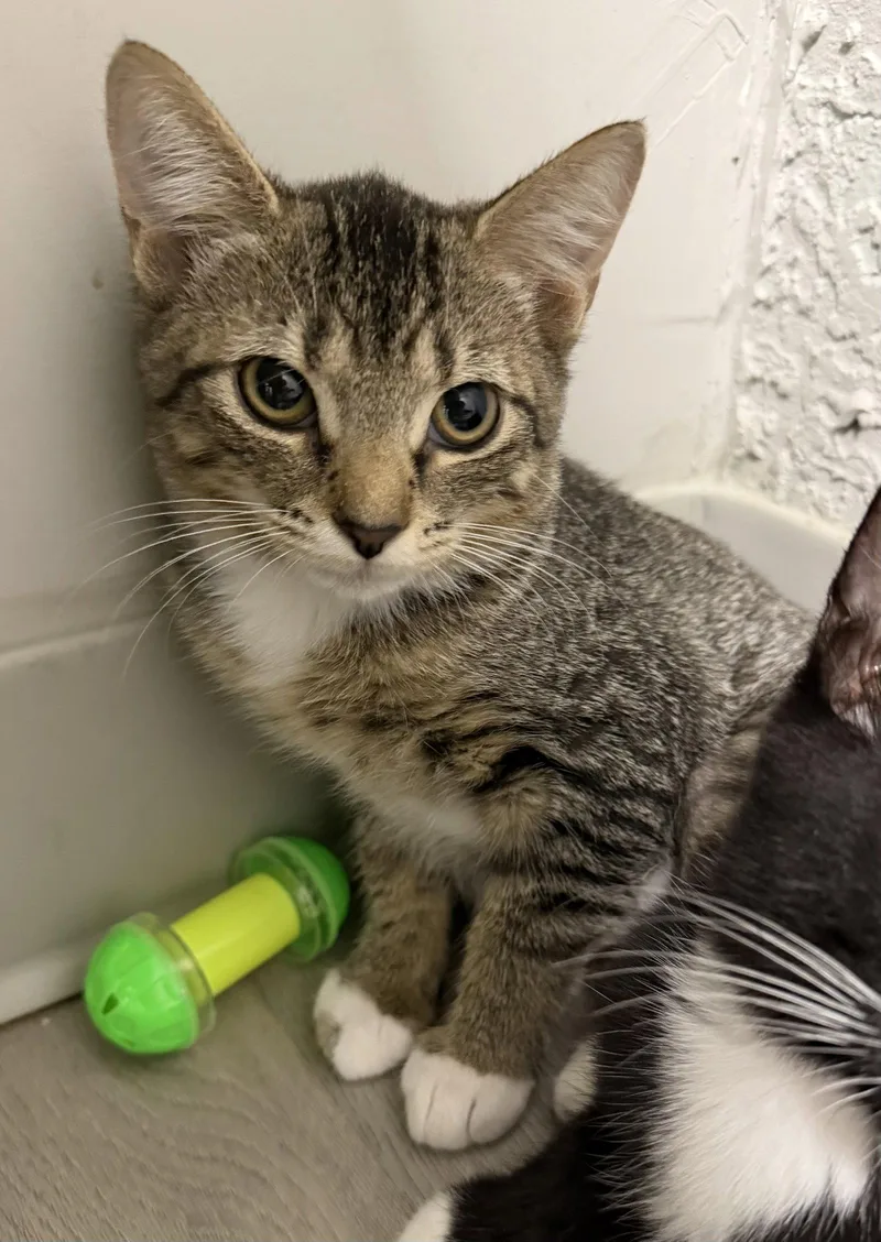 A young medium-sized female Domestic Short Hair cat named Gabby G for adoption in Satellite Beach, FL