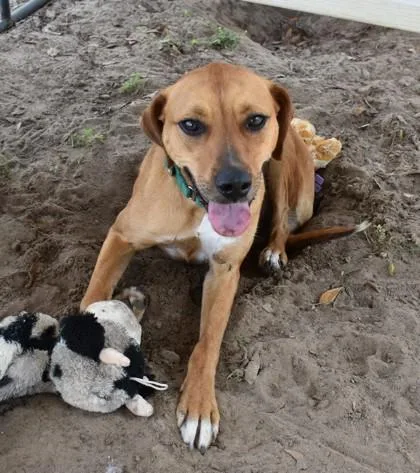 An adult medium-sized female Golden Black Mouth Cur dog named Bonnie for adoption in Inverness, FL