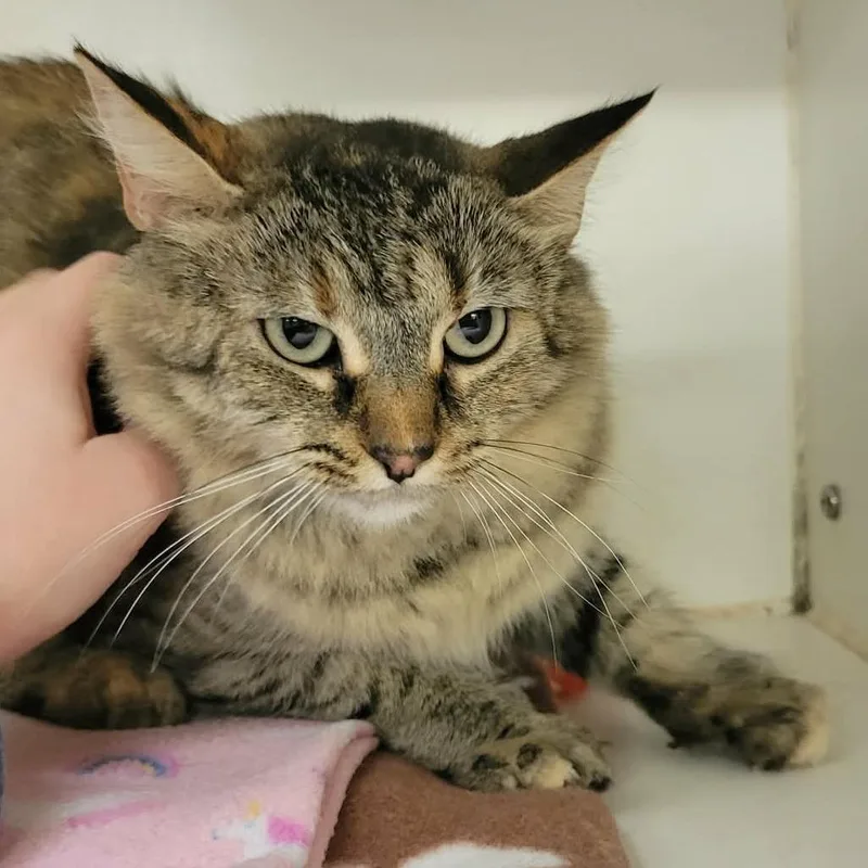 An adult medium-sized female Torbie Domestic Medium Hair cat named Dust Bunny for adoption in Columbia, MO