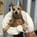A senior small-sized male Brown / Chocolate Chihuahua dog named Lenox for adoption in Ramona, CA