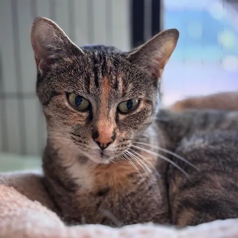A baby medium-sized female Tortoiseshell Domestic Short Hair cat named Molly for adoption in Fort Smith, AR