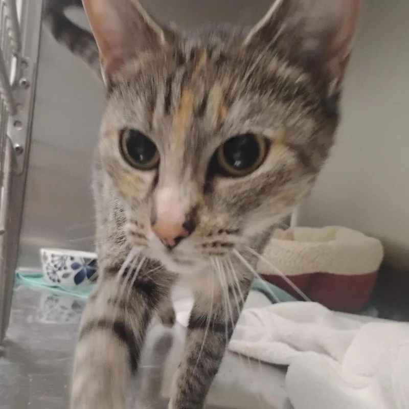 Molly thumbnail 2