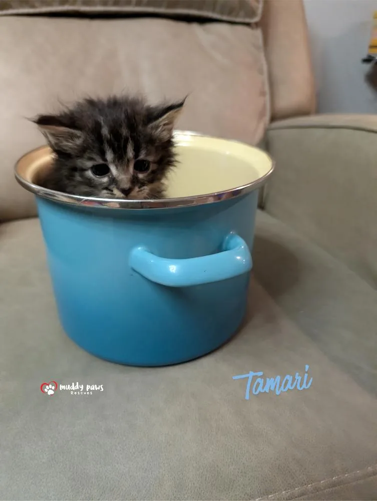 A baby small-sized male Domestic Short Hair cat named Secret Ingredients: Tamari for adoption in Council Bluffs, IA