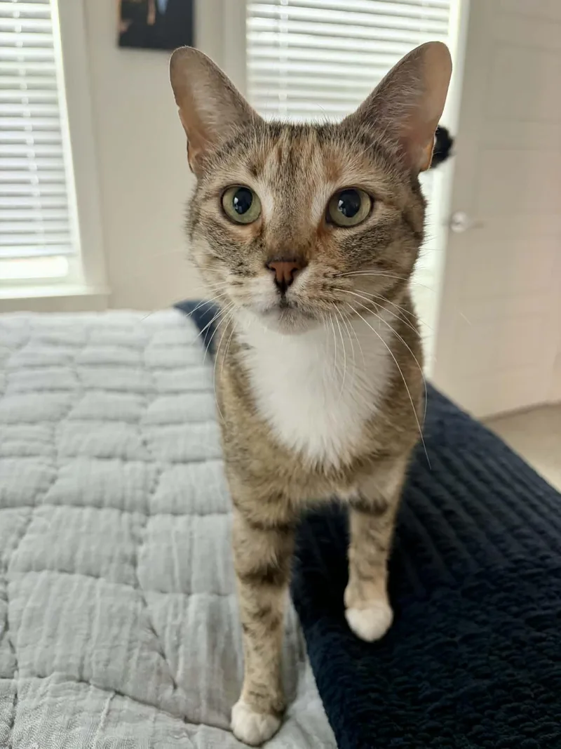 An adult medium-sized female Domestic Short Hair cat named Miranda Priestly for adoption in Raeford, NC
