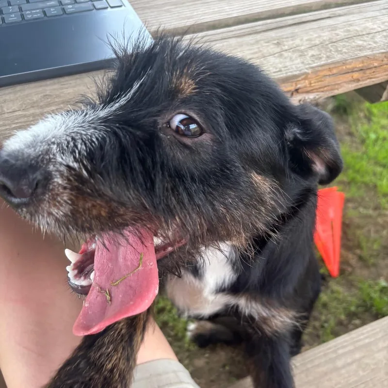 A young medium-sized female Black Wirehaired Terrier dog named Delilah Jean for adoption in Quakertown, PA