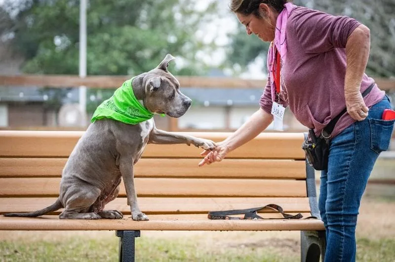 A senior medium-sized female Gray / Blue / Silver Pit Bull Terrier dog named Tootsie Roll Your Happyhippo for adoption in Friendswood, TX