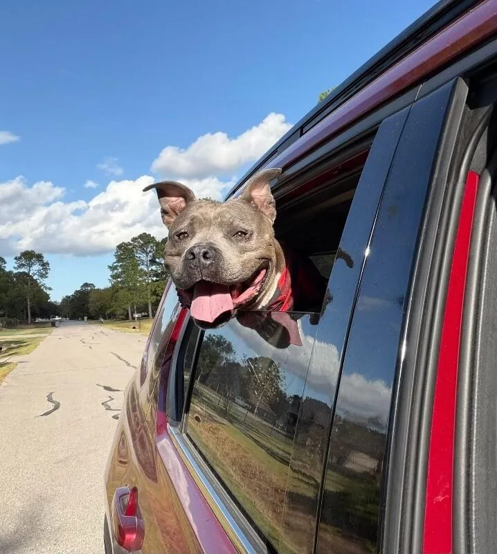Tootsie Roll Your Happyhippo thumbnail 3