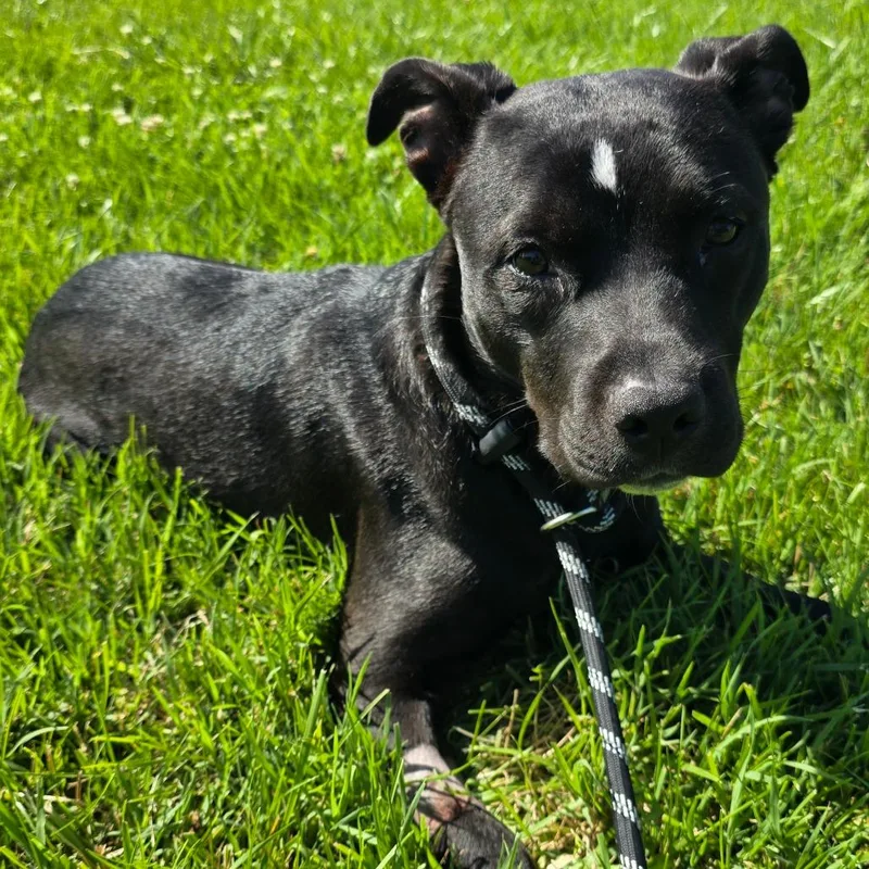 A young medium-sized male Black Pit Bull Terrier dog named Junior for adoption in Columbia, MO