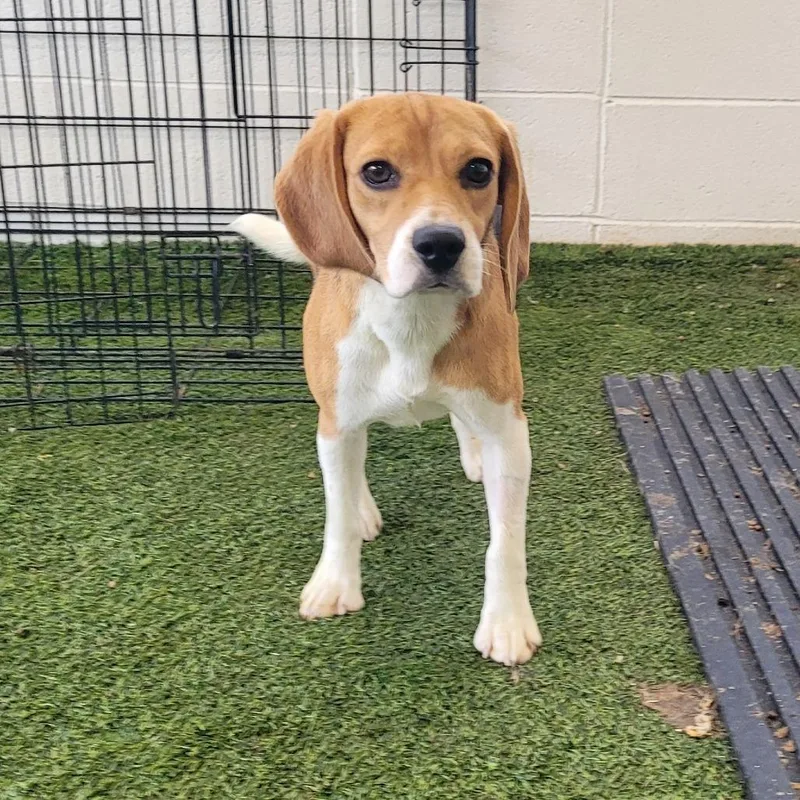 An adult medium-sized female White / Cream Beagle dog named Lucy for adoption in LOXAHATCHEE, FL