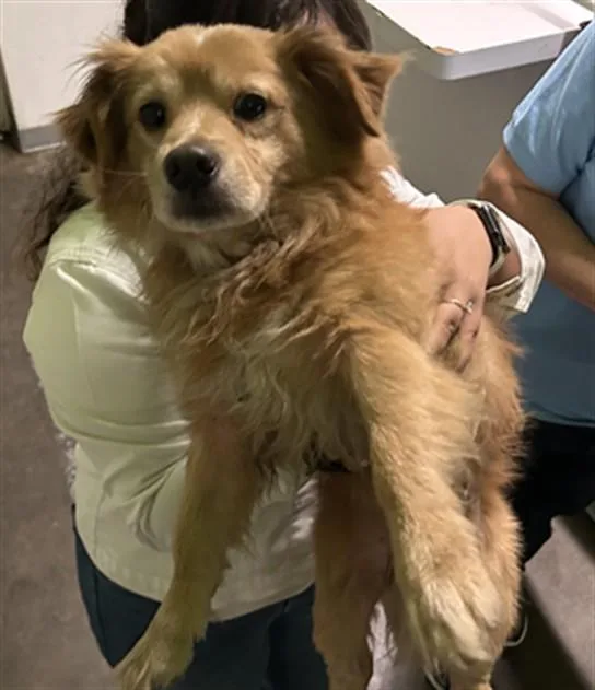 An adult small-sized male Chihuahua dog named A for adoption in Los Angeles, CA