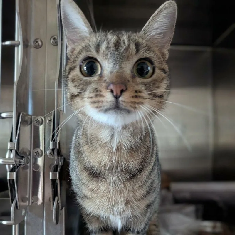 A young medium-sized male Tabby cat named Orchard for adoption in Montclair, NJ