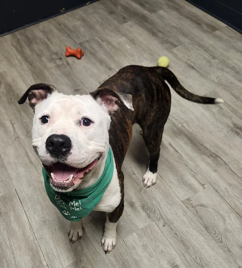 An adult medium-sized male Brown / Chocolate Pit Bull Terrier dog named Chonk Norris for adoption in Mansfield, OH