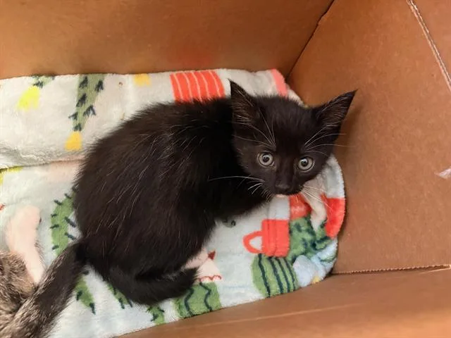 A baby small-sized female Domestic Short Hair cat named Cora for adoption in Tustin, CA