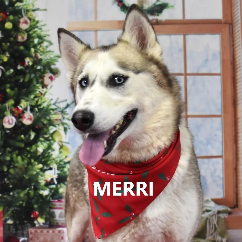 An adult large-sized female Gray / Blue / Silver Husky dog named Merri for adoption in Yuma, AZ