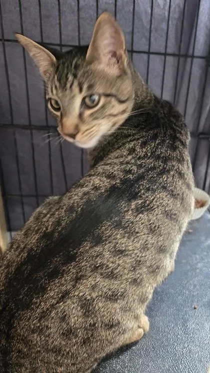 A young medium-sized male Domestic Short Hair cat named Mossy for adoption in River Ridge, LA