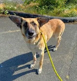 An adult large-sized female German Shepherd Dog dog named Boeing for adoption in Seattle, WA