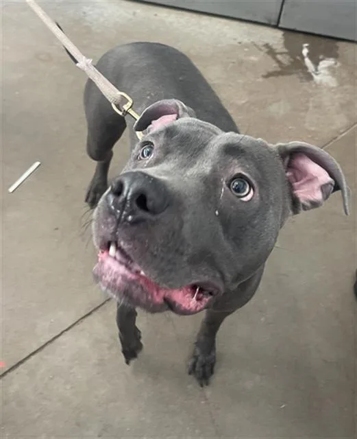 An adult large-sized female Mixed Breed dog named Fiona for adoption in Dallas, TX